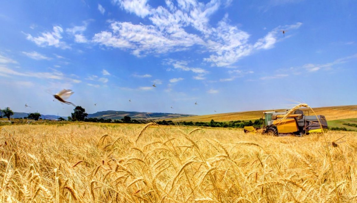 Хлебные поля Оренбуржья