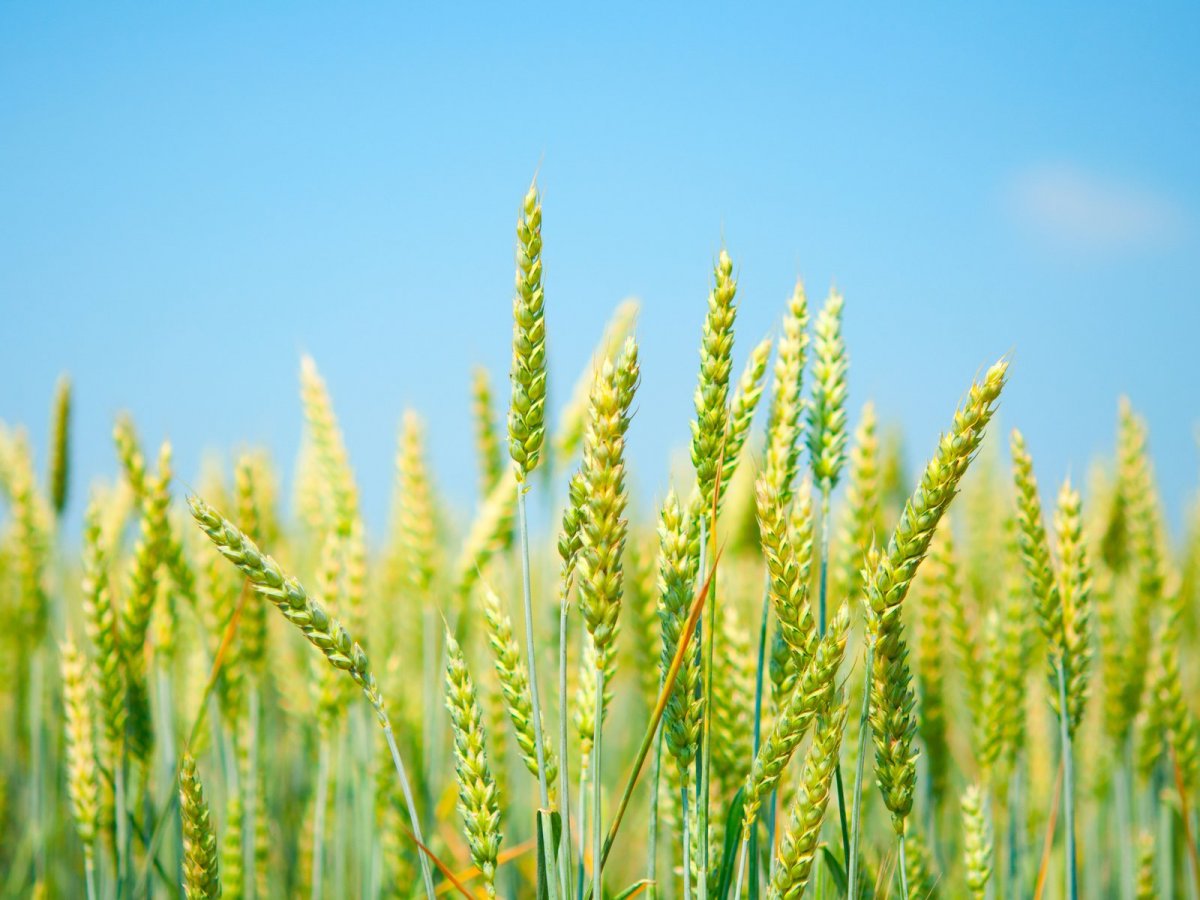 Пшеница озимая - сорт "Саратовская 90"