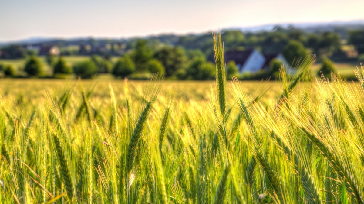 Поле с колосками пшеницы