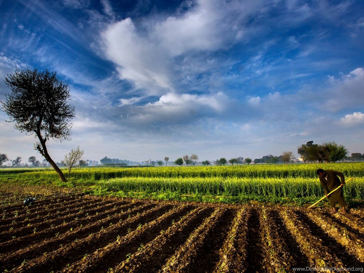 Великобритания поля сельское хозяйство