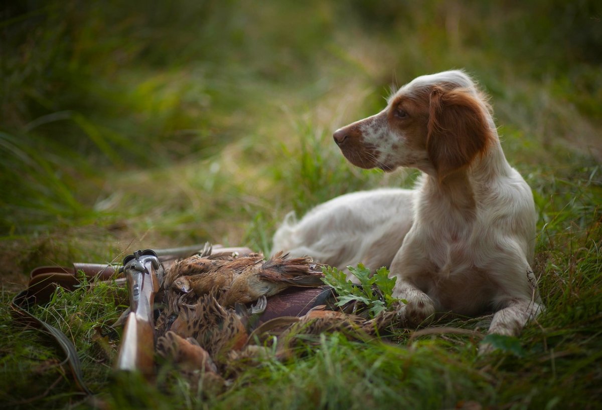 Английский сеттер на охоте