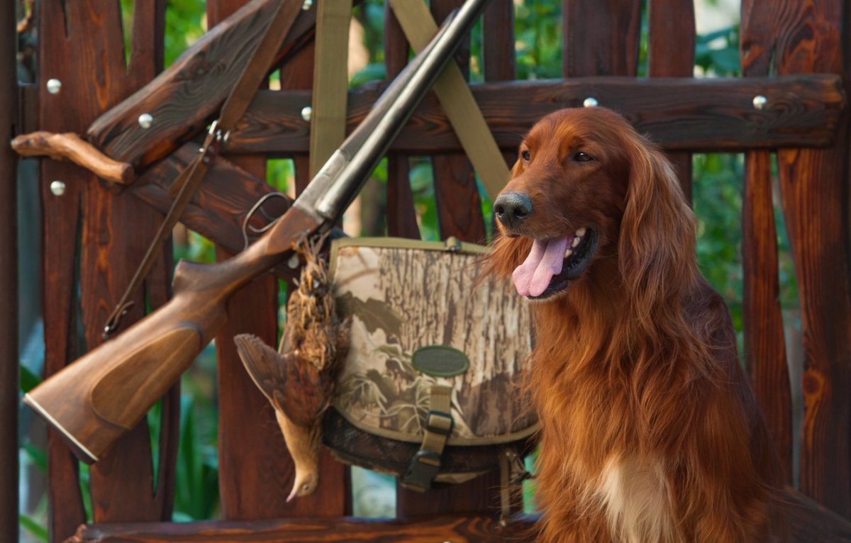 Охотник с ирландским сеттером