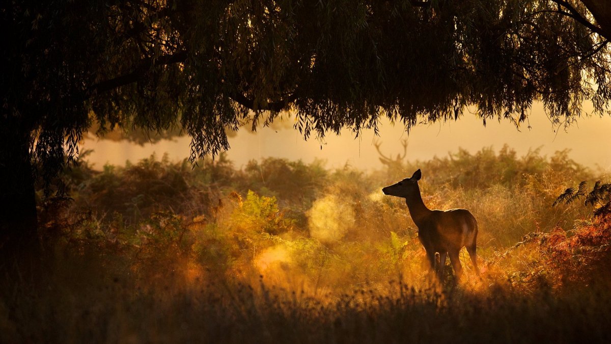Красивые пейзажи природы и животных