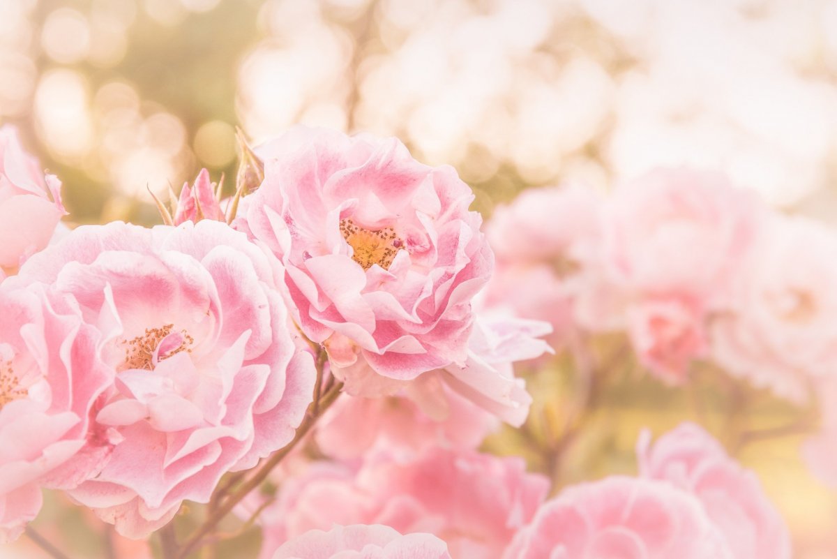 Бледно розовые цветы