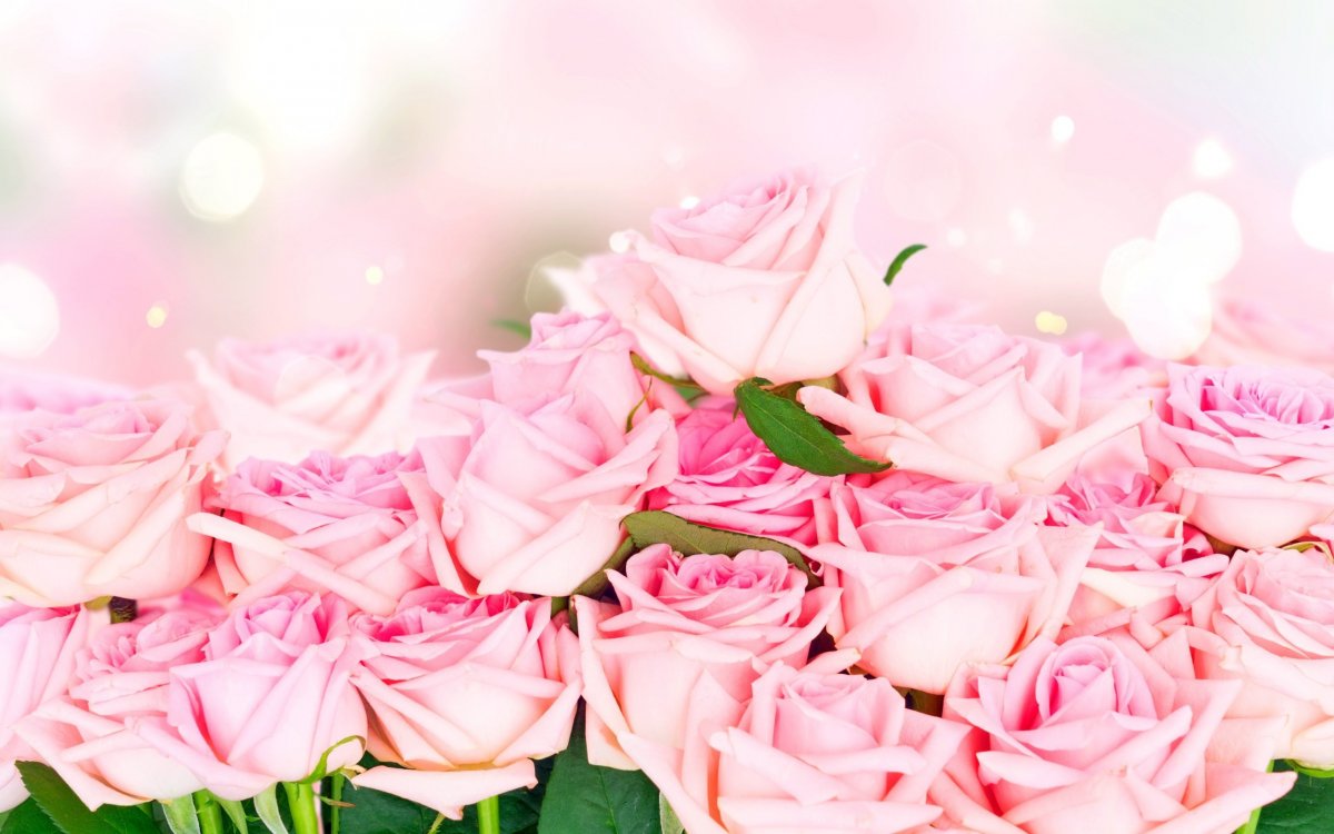 Фон розы нежные