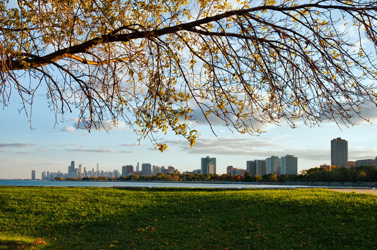 Панорама города с деревьями