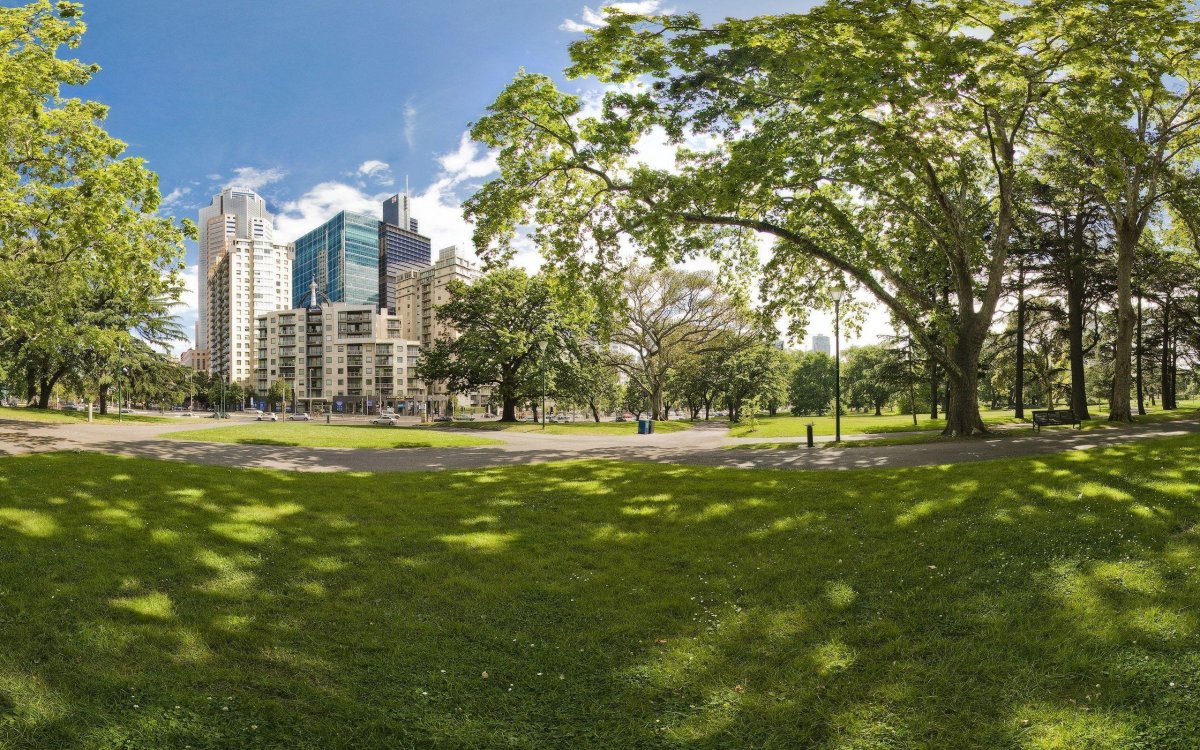 Деревья в городе