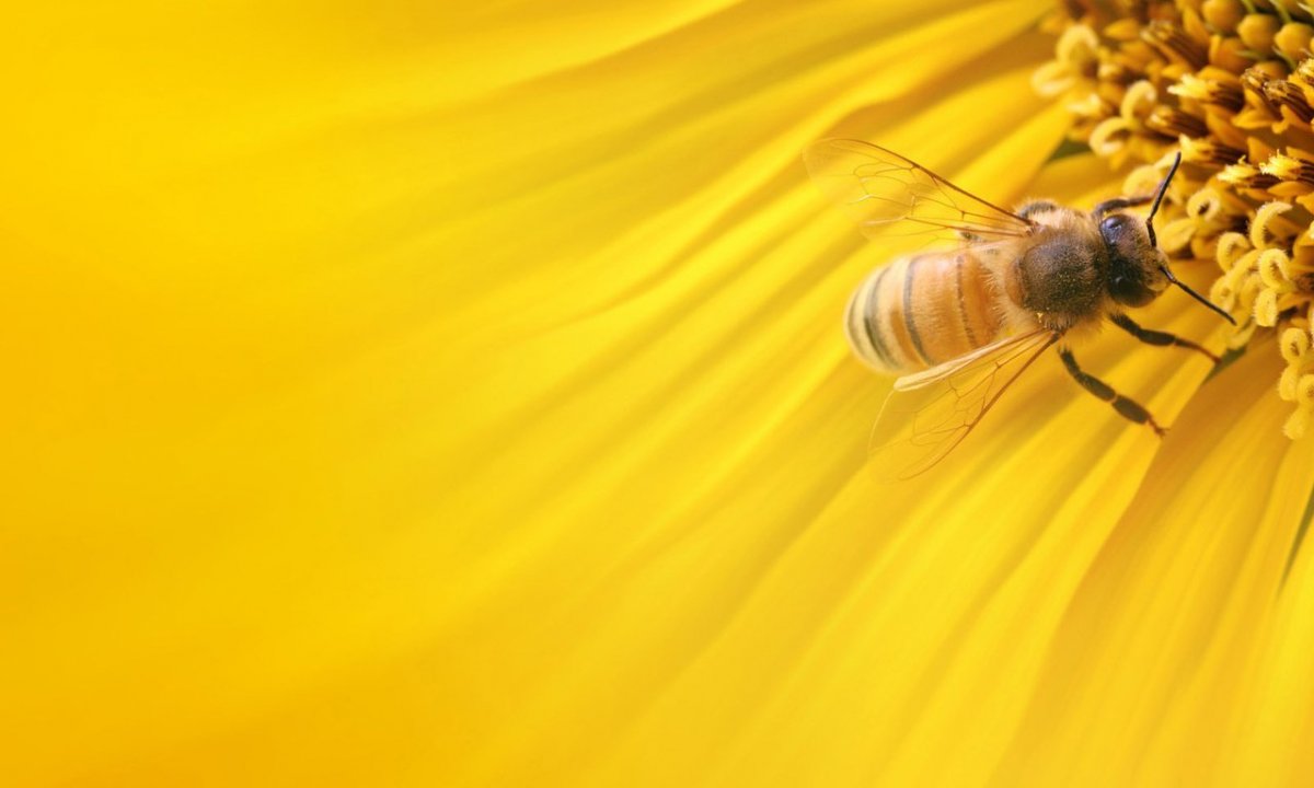 Фон пчелы