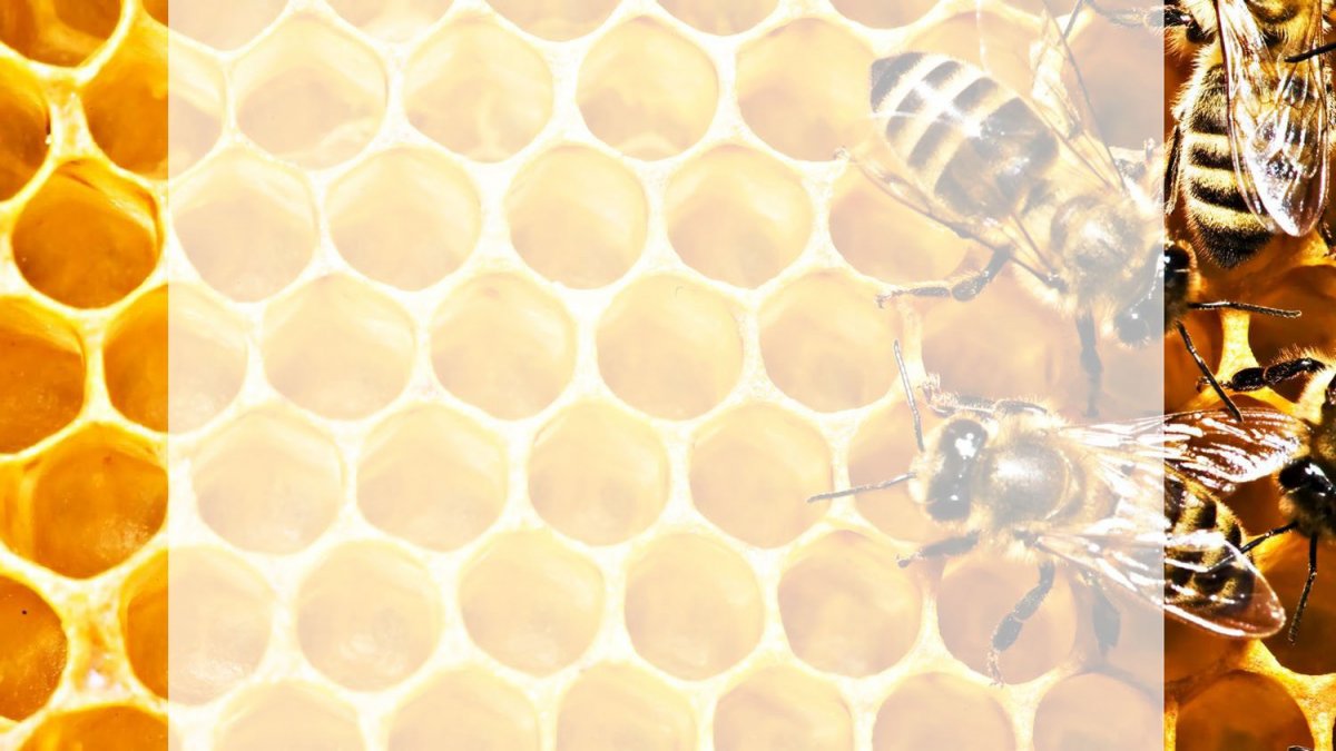 Медовые соты Керион Цельзия