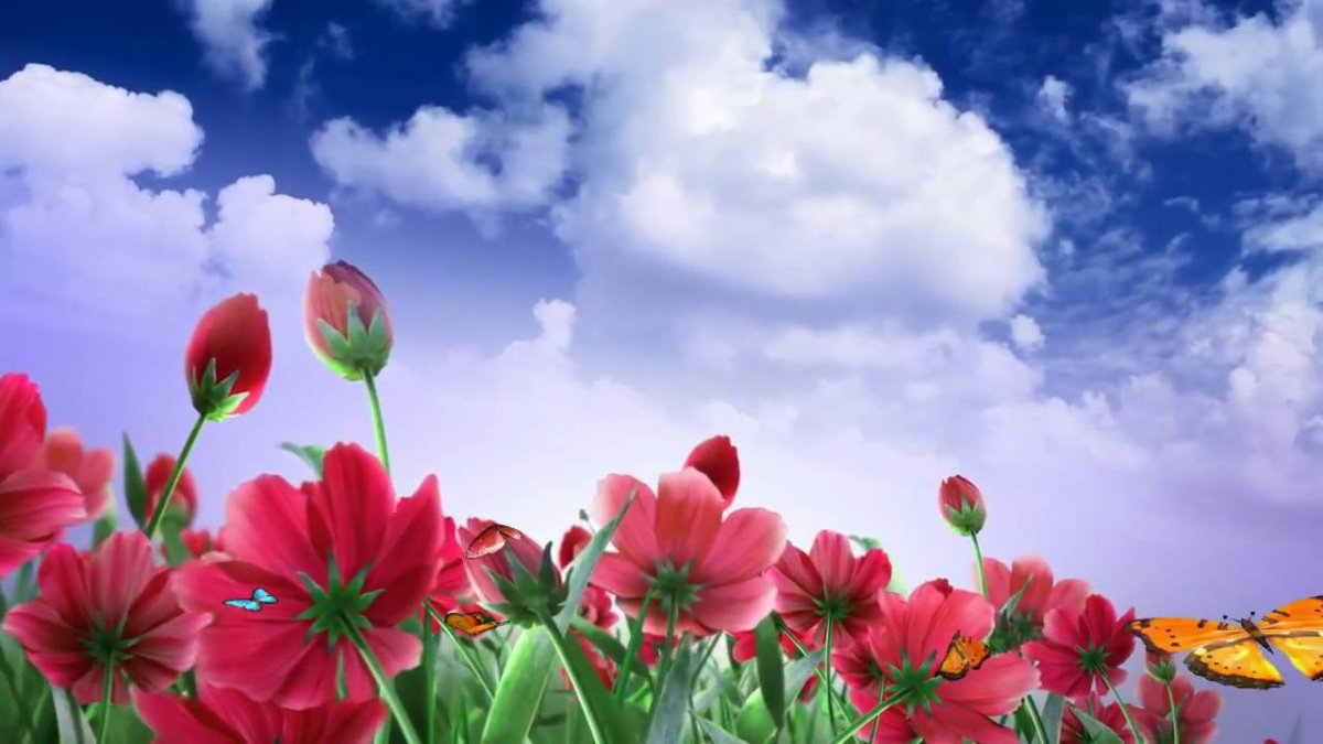 Поляна с цветами и небом