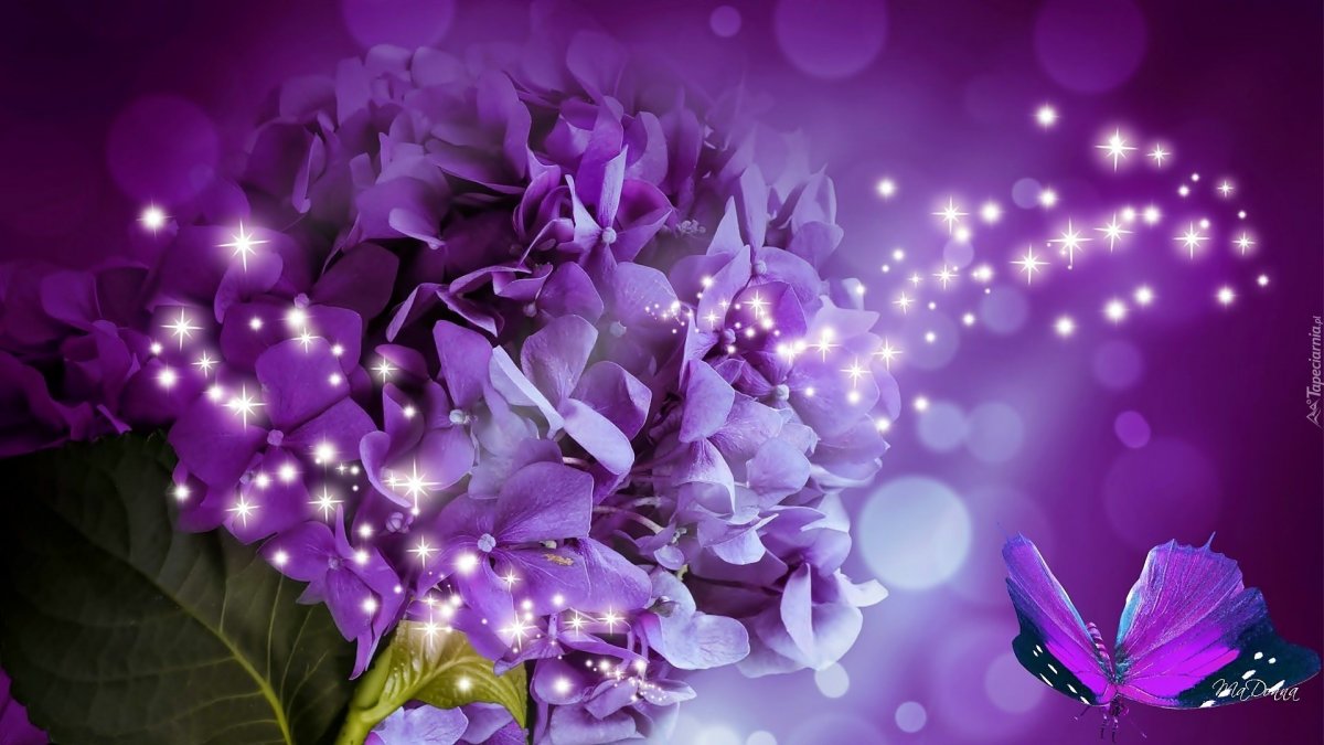 Красивые фиолетовые цветы