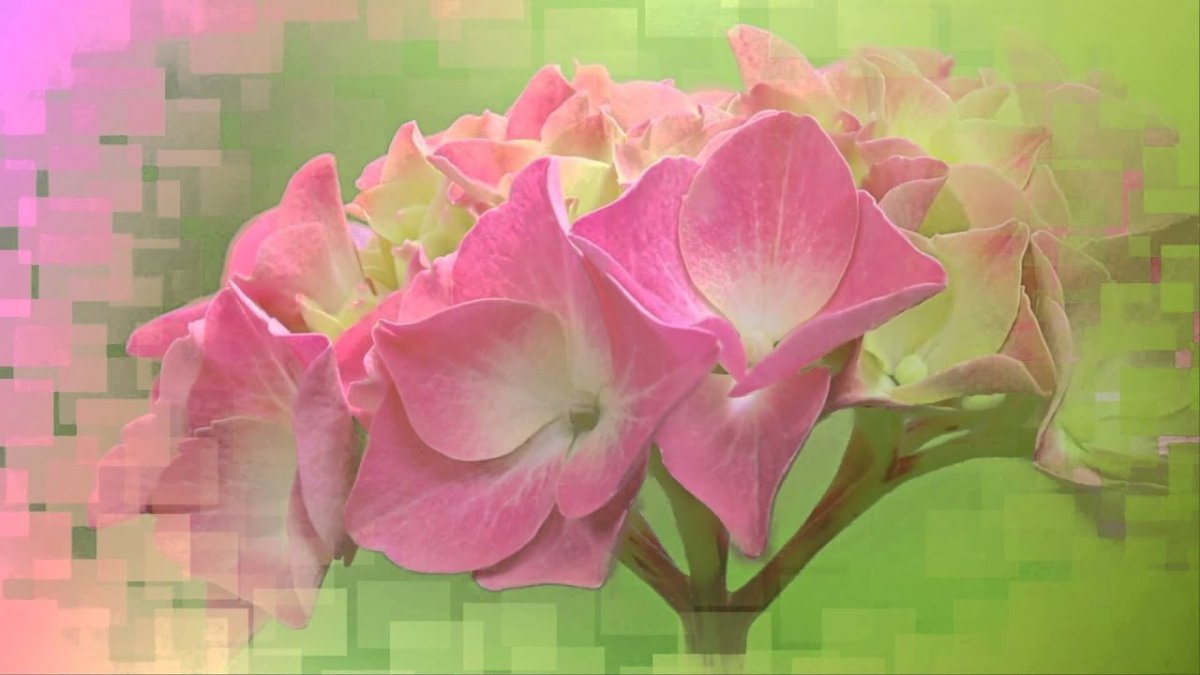 Футаж с цветами