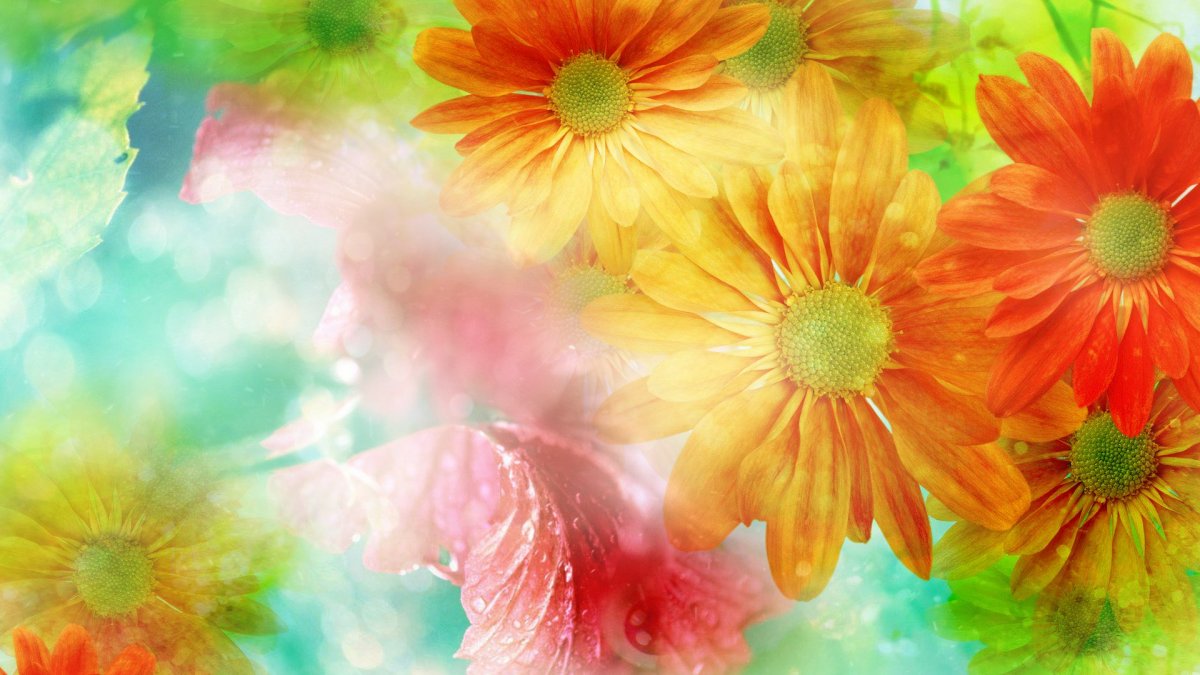 Футаж цветы