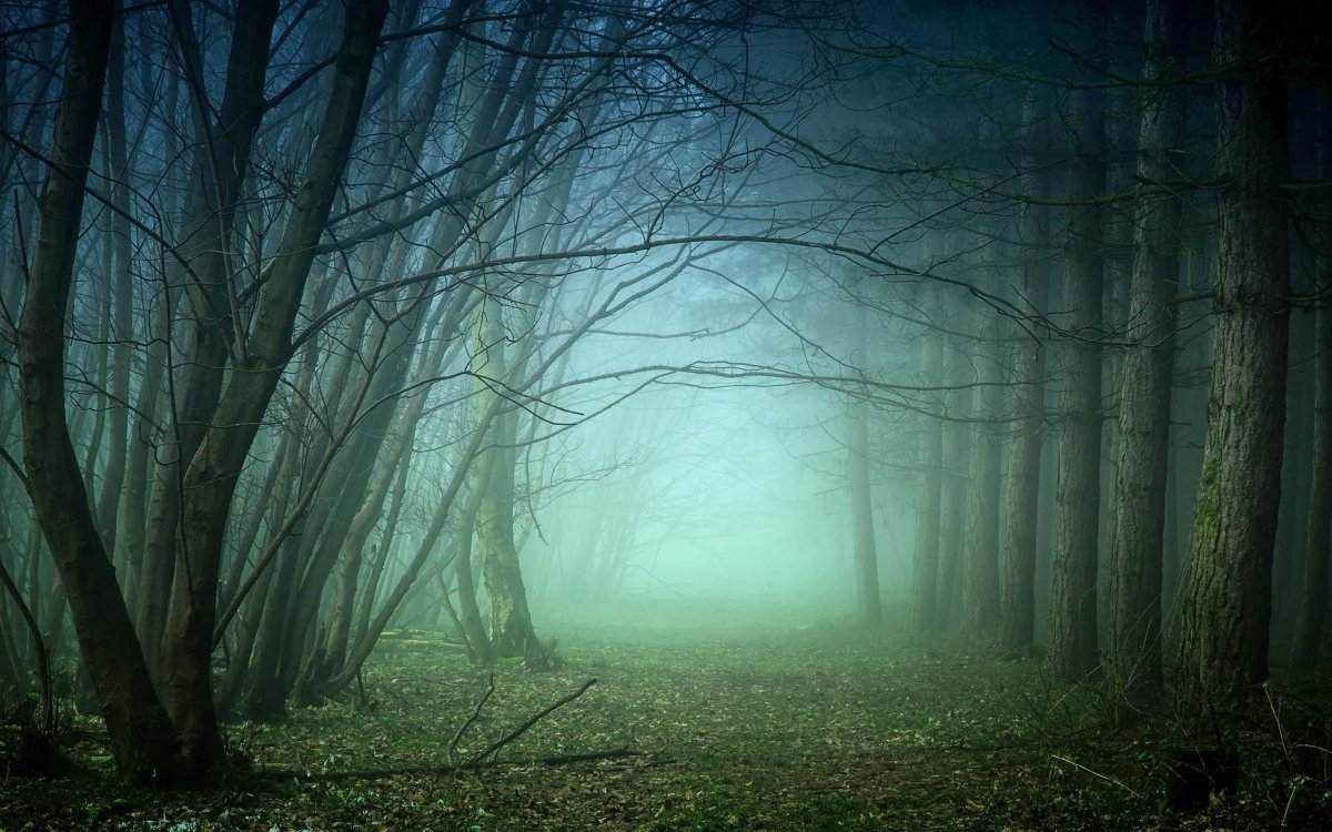 Темный лес