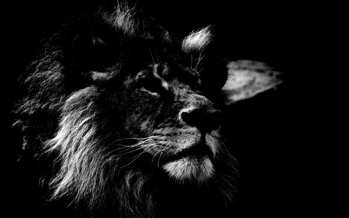 Лев на черном фоне