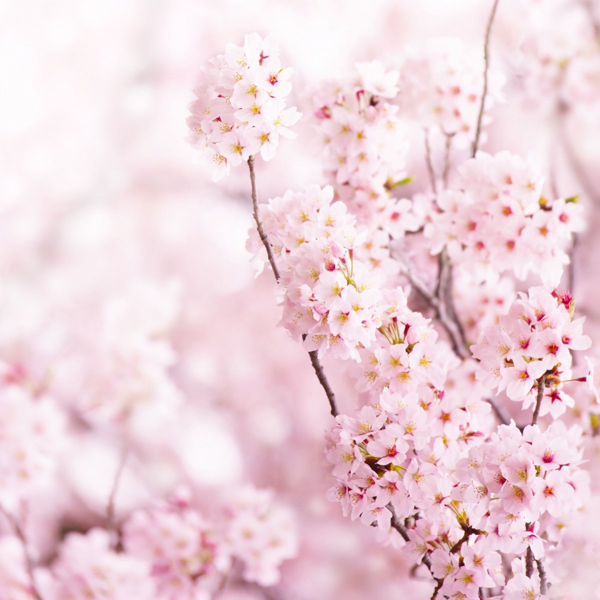 Фон весенний нежный