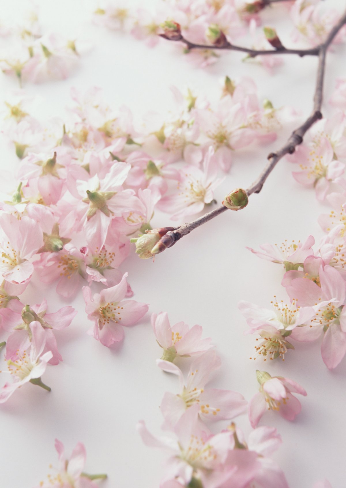 Нежные цветы Сакуры