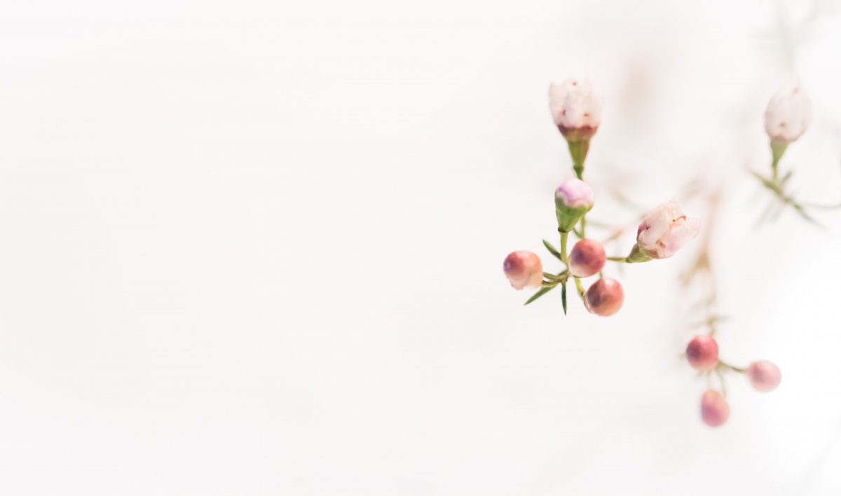 Нежный цветок