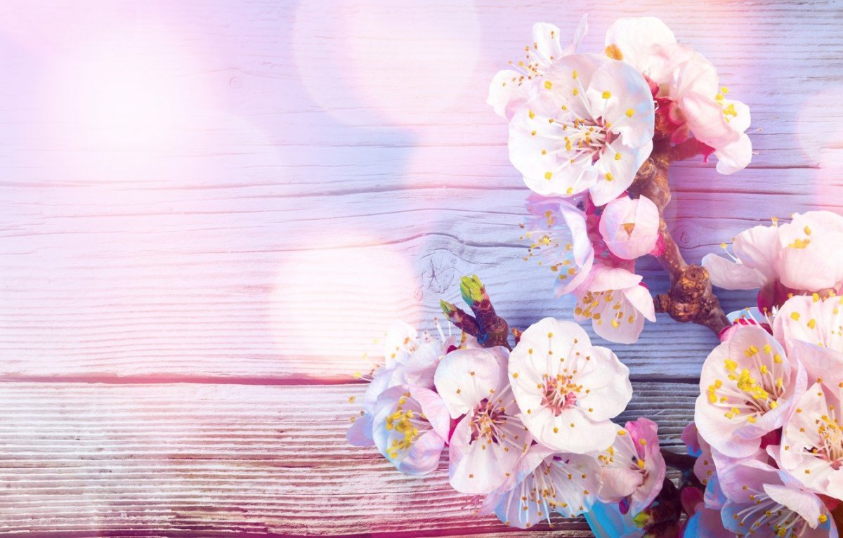 Фон с цветами