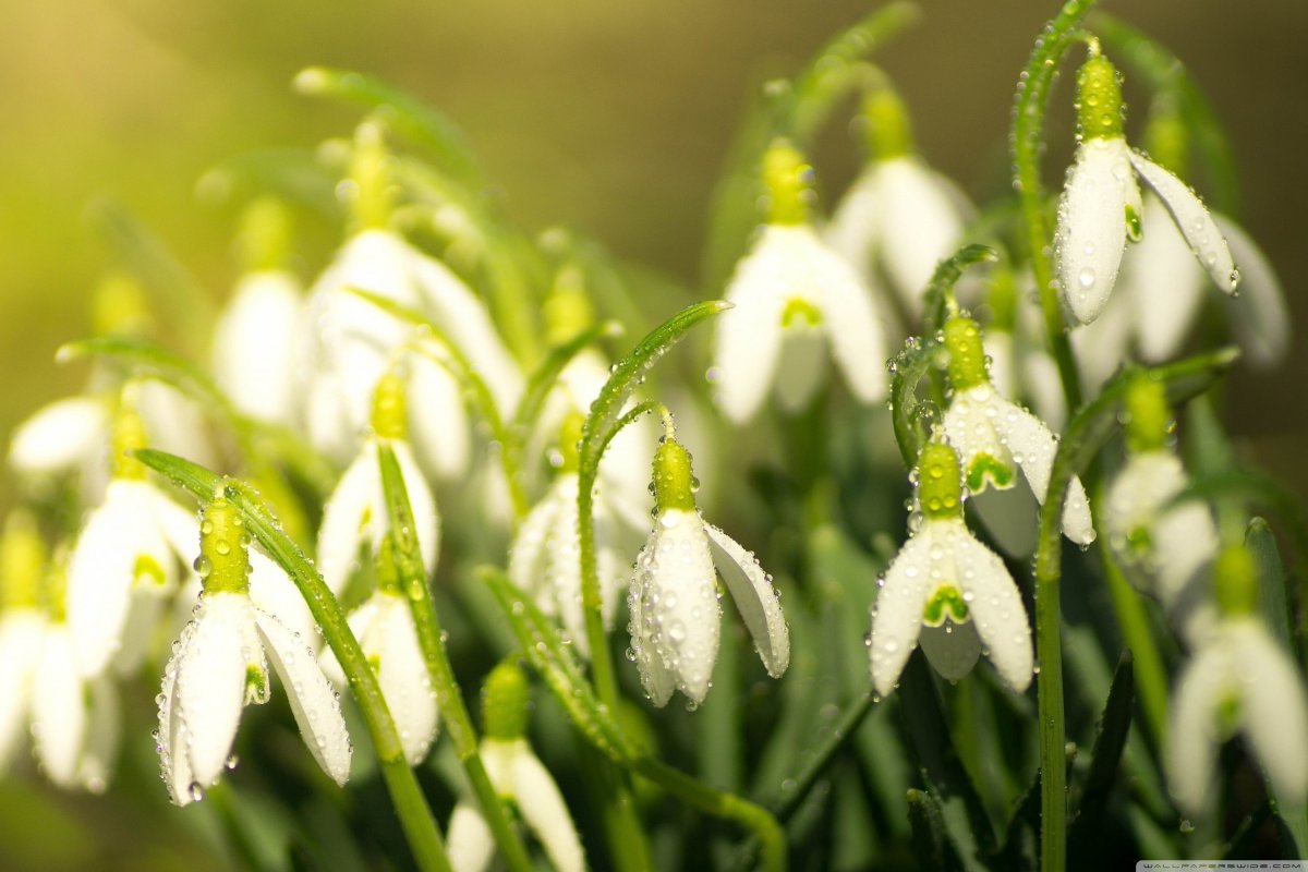 Нежные весенние цветы