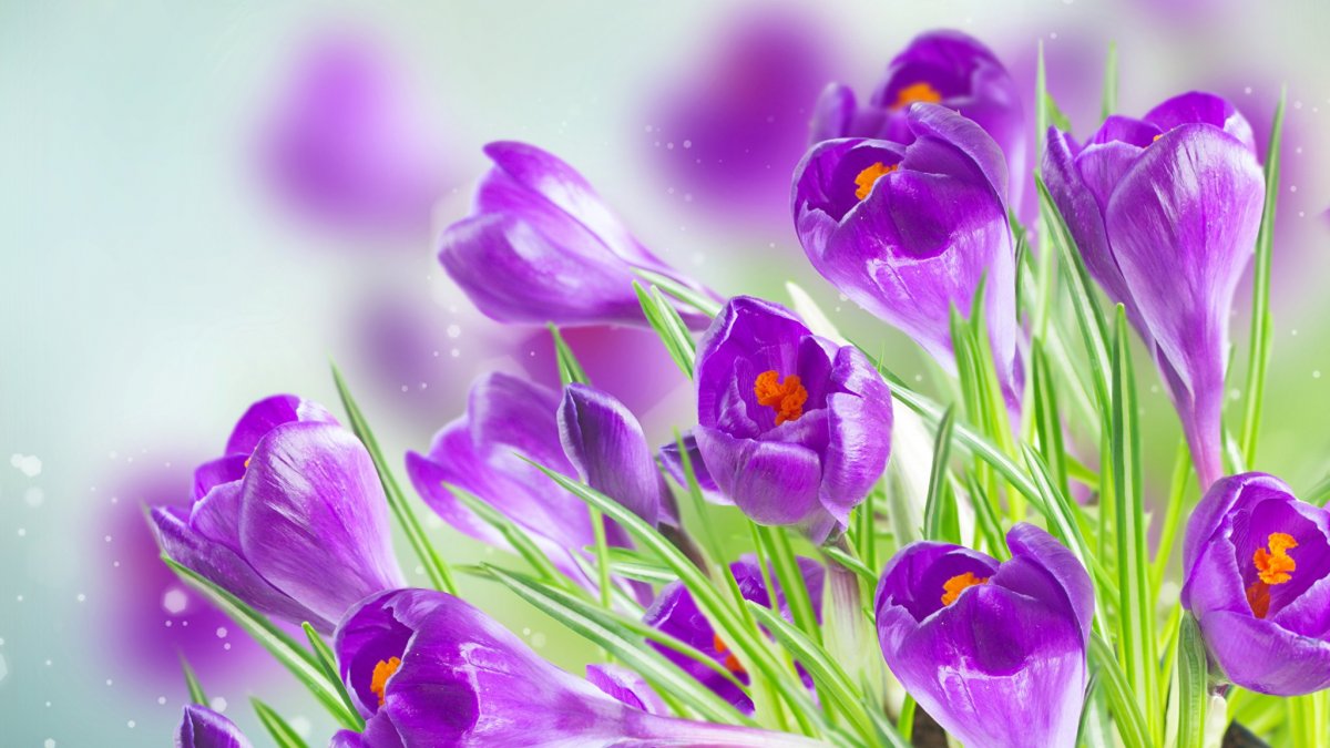 Весенние цветы на белом фоне