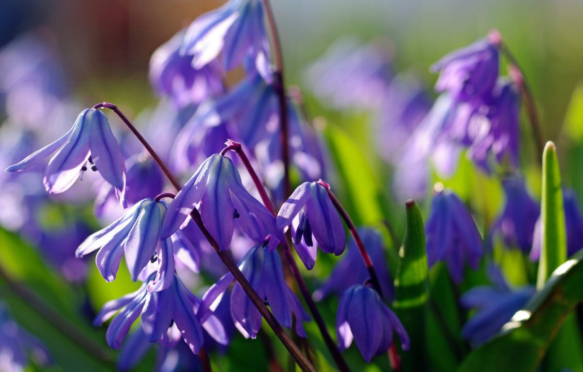 Фон с весенними цветами