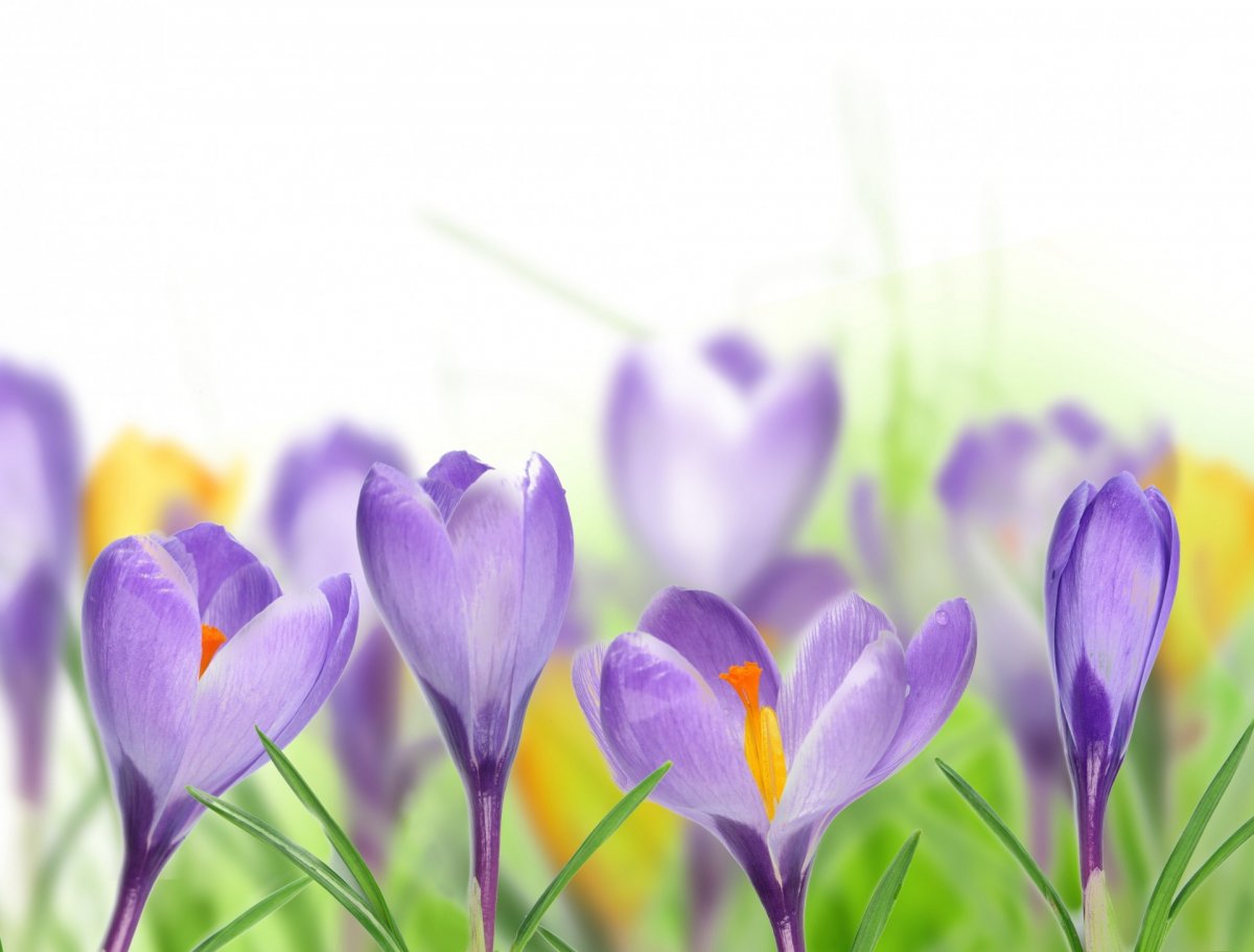 Пролески Поляна