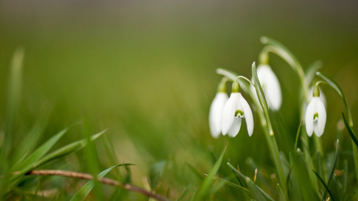 Первоцветы - подснежники, Ландыши?