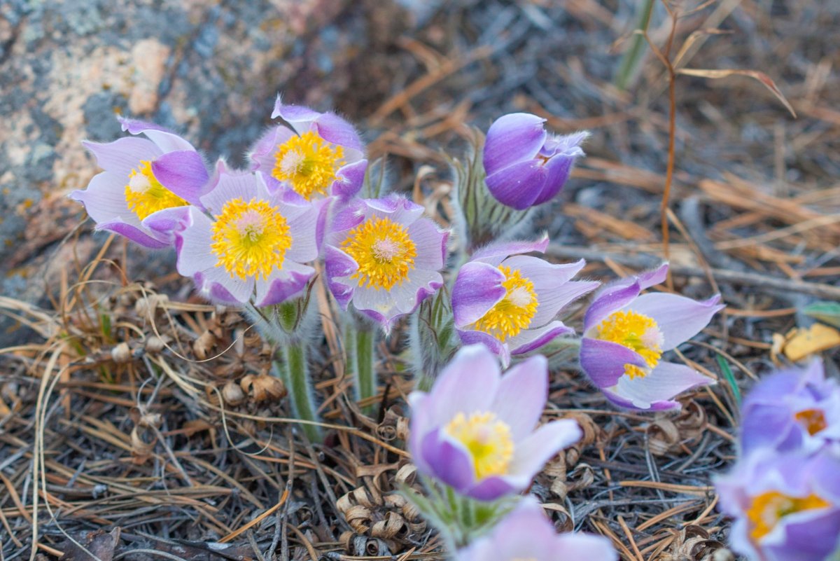 Белоцветник весенний
