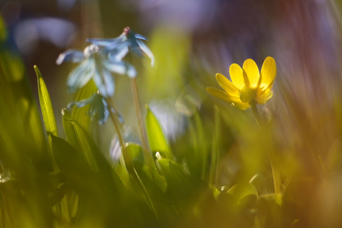 Первоцвет сиреневый Крокус