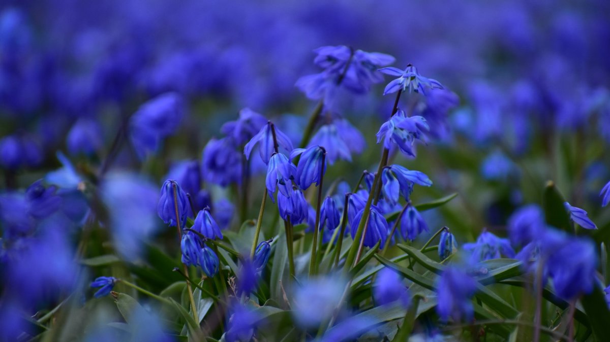 Ранняя Весна