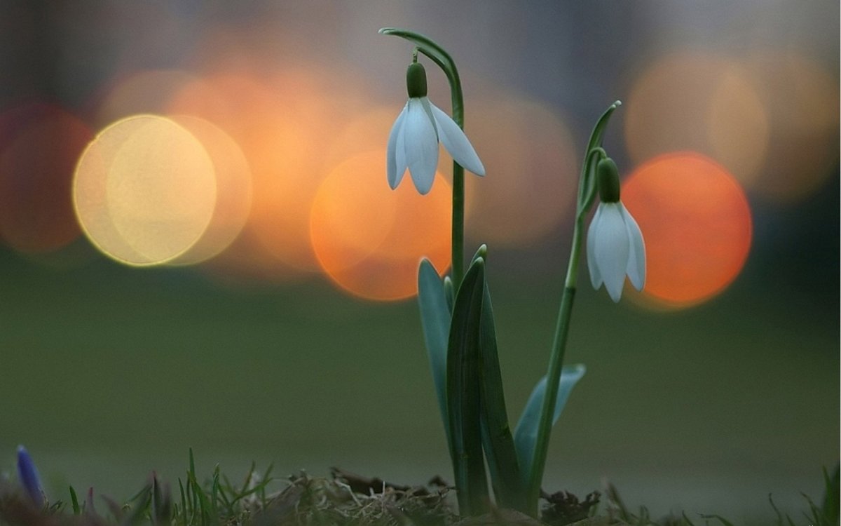 Цветы первоцветы подснежники