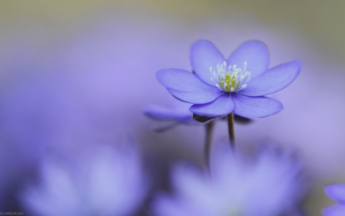 Пролески ранней весной