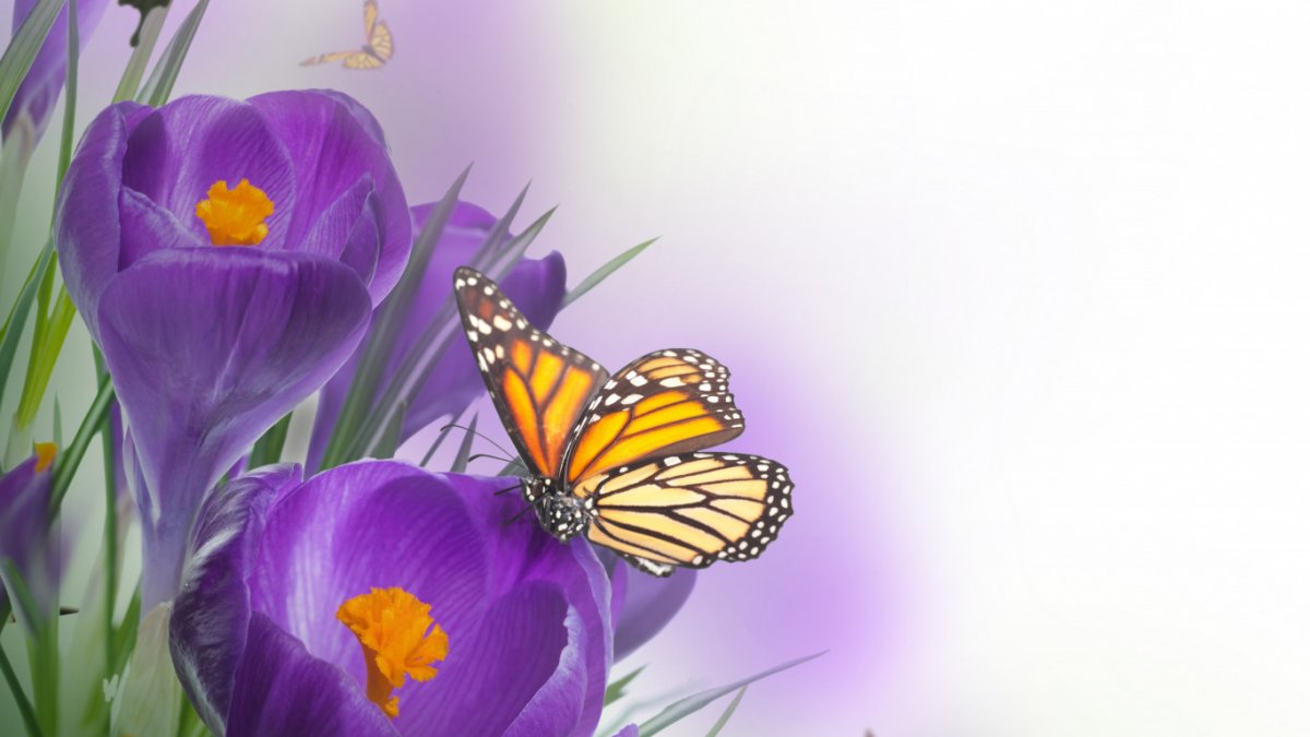 Первоцвет Забайкалья Подснежник