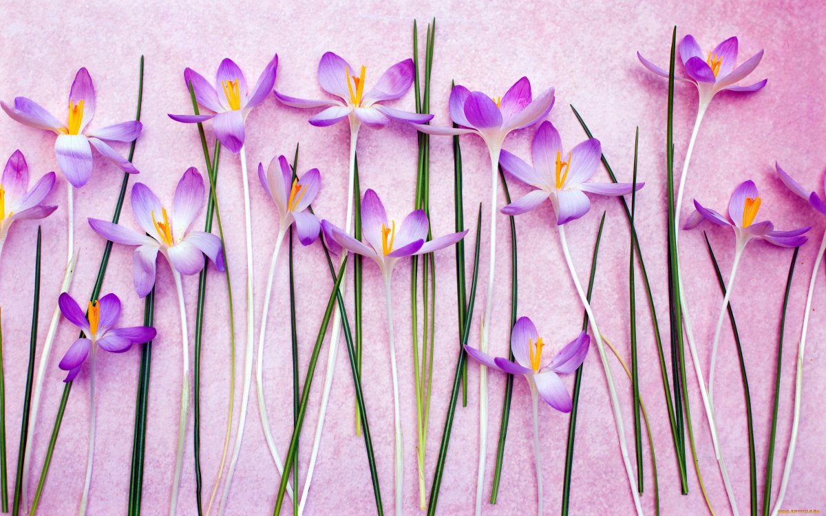 Весна подснежники