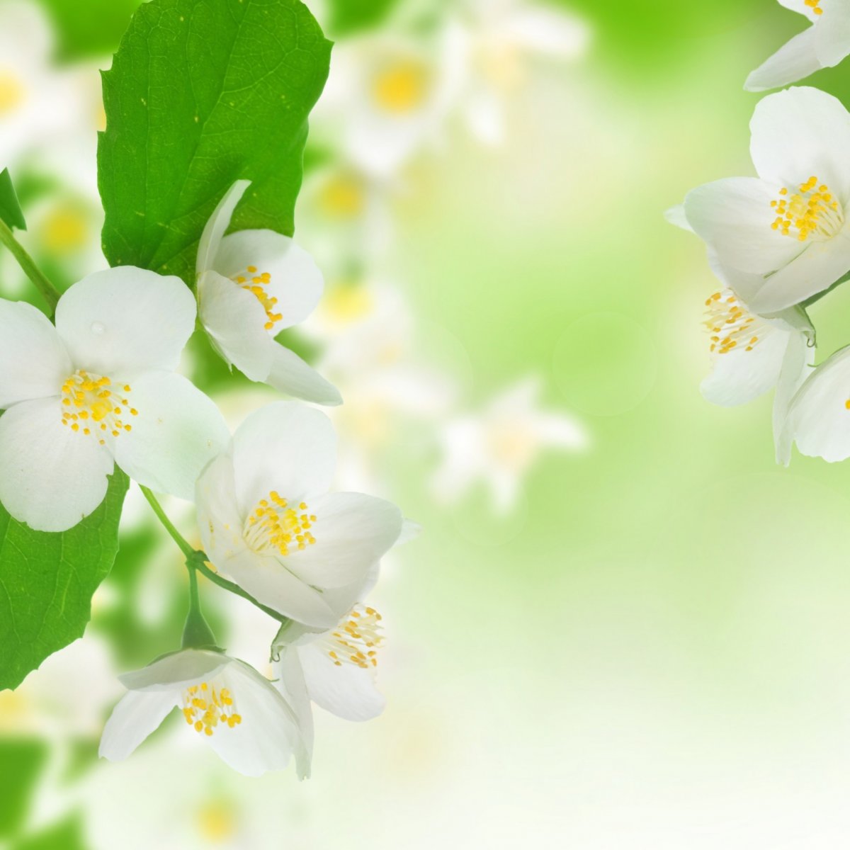 Жасмин цветы