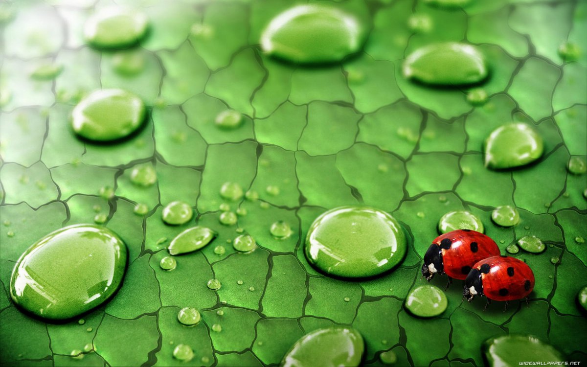 Фоновый рисунок для рабочего стола