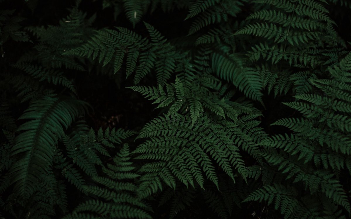 Green Hell папоротник