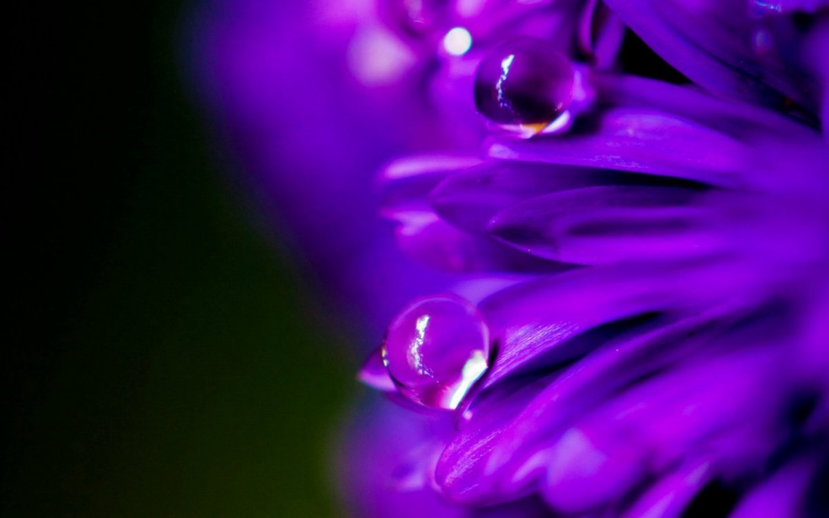 Сине фиолетовый