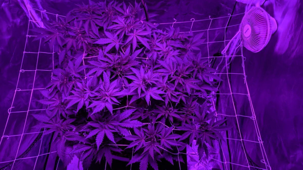 Гортензия пурпурная