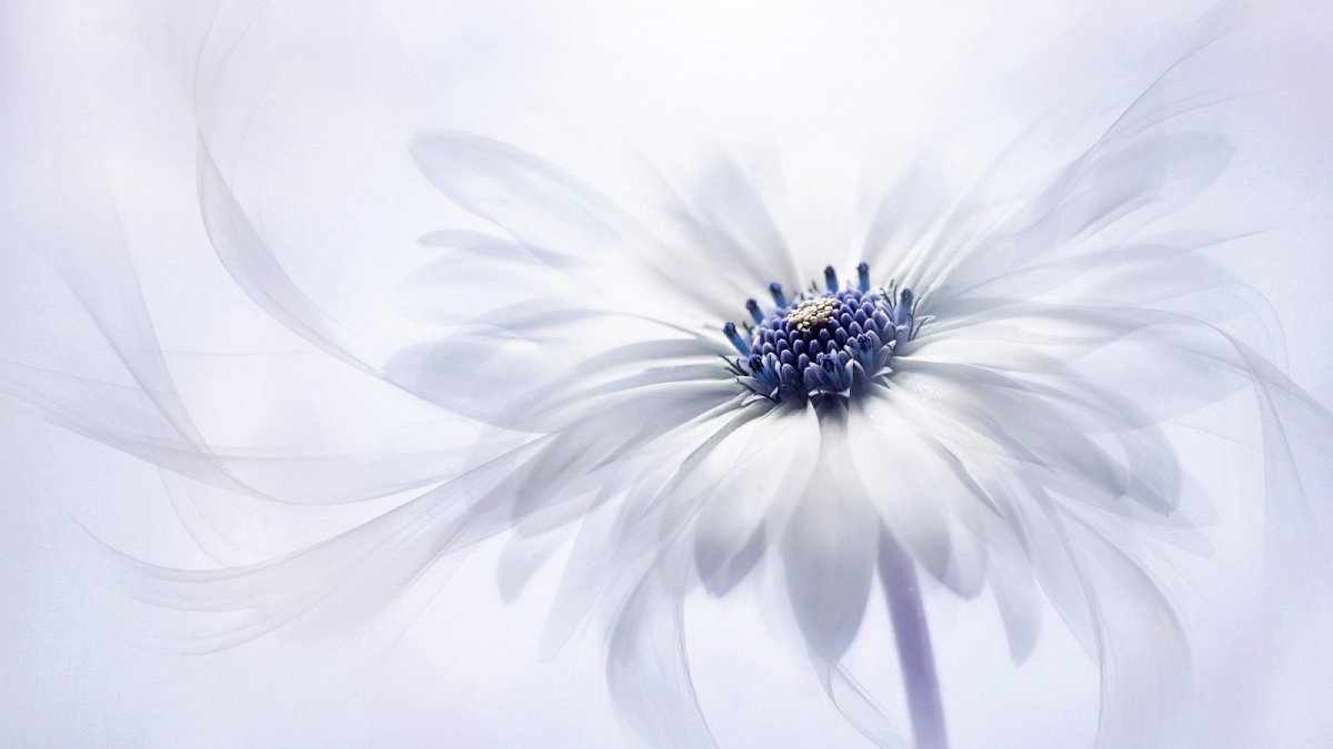 Белые цветы на белом фоне