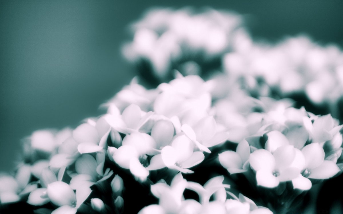 Белые цветы на рабочий стол