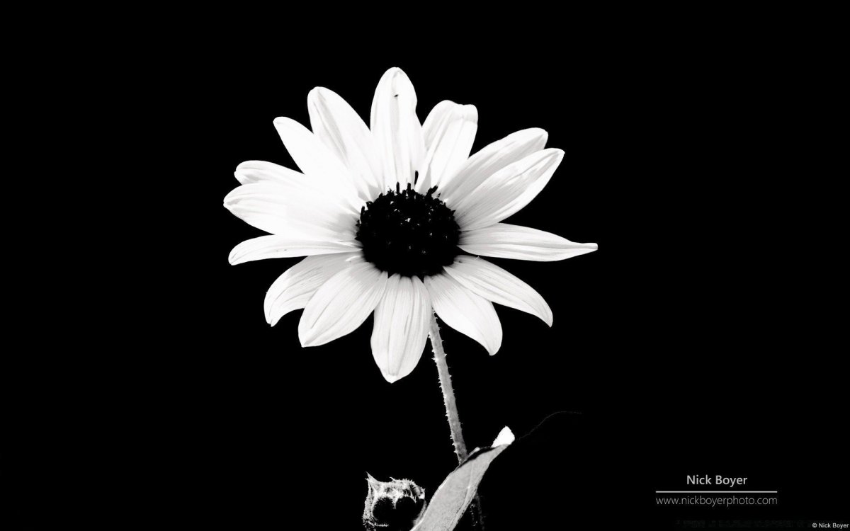 Цветы на черном фоне