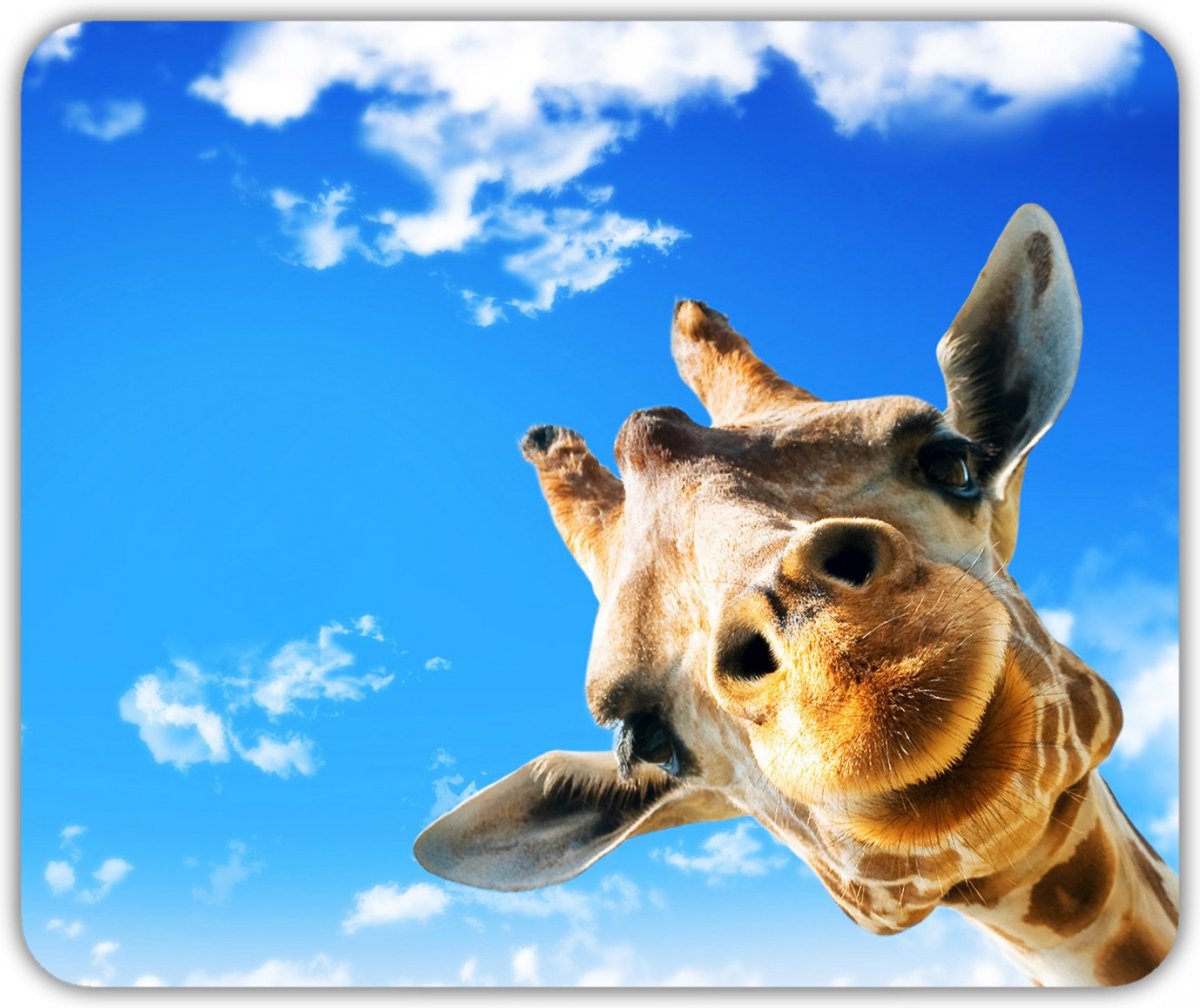 Смешные обои на рабочий стол