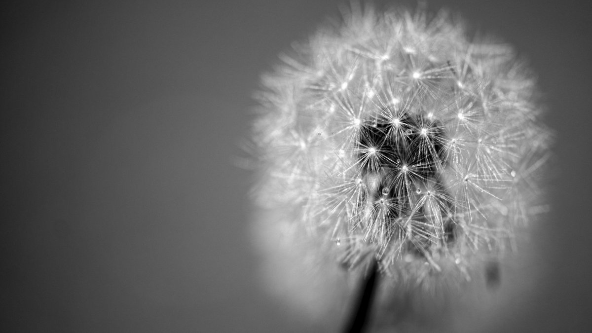 Красивые одуванчики