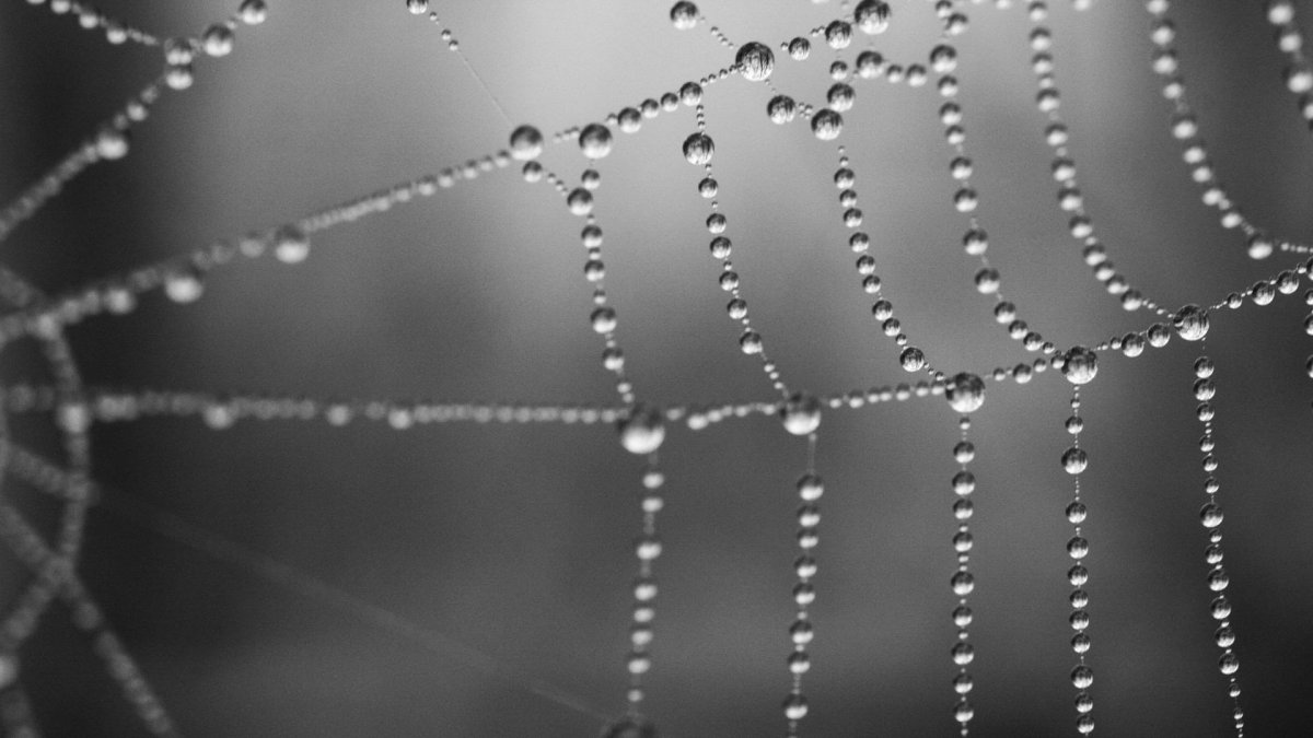 Синяя паутина