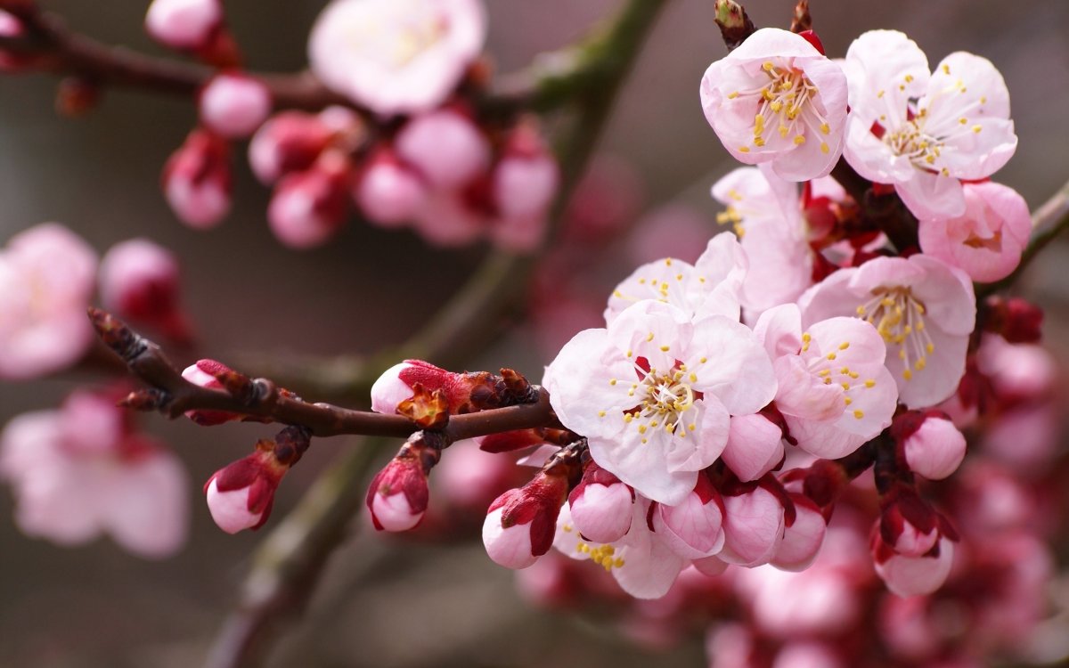 Сакура яблоня