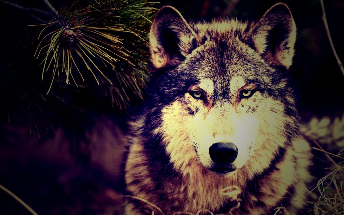 Картинки на рабочий стол волки