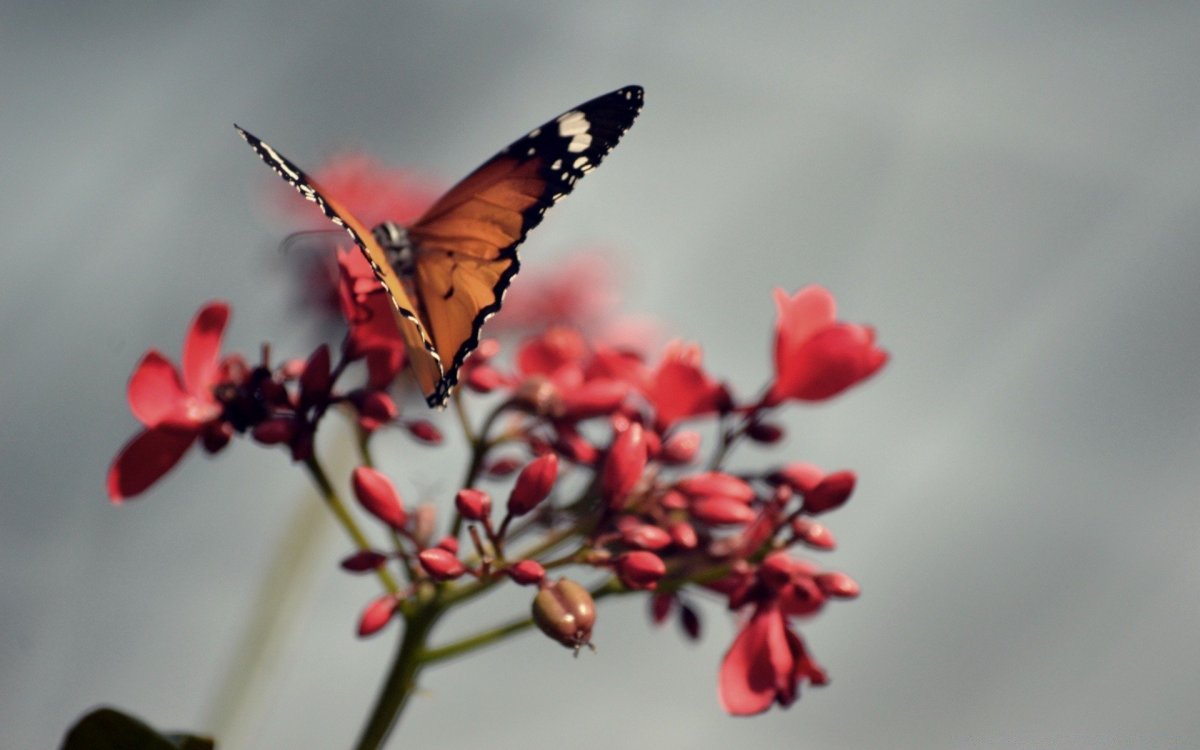 Качественные заставки на телефон вертикальные