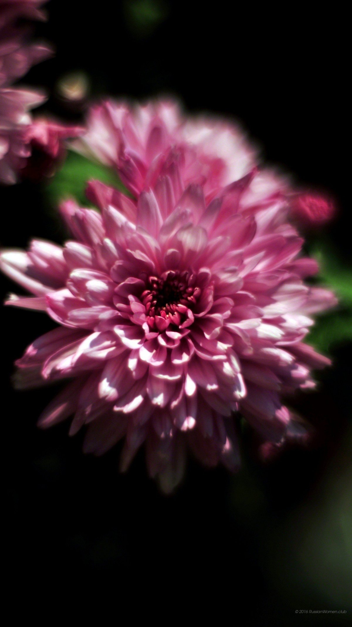 Фотообои для телефона вертикальные